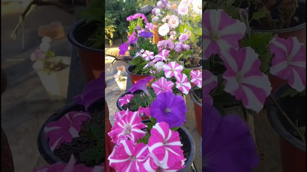 Petunia flower tips || winter flower | #shorts #petunia  #flowers #garden