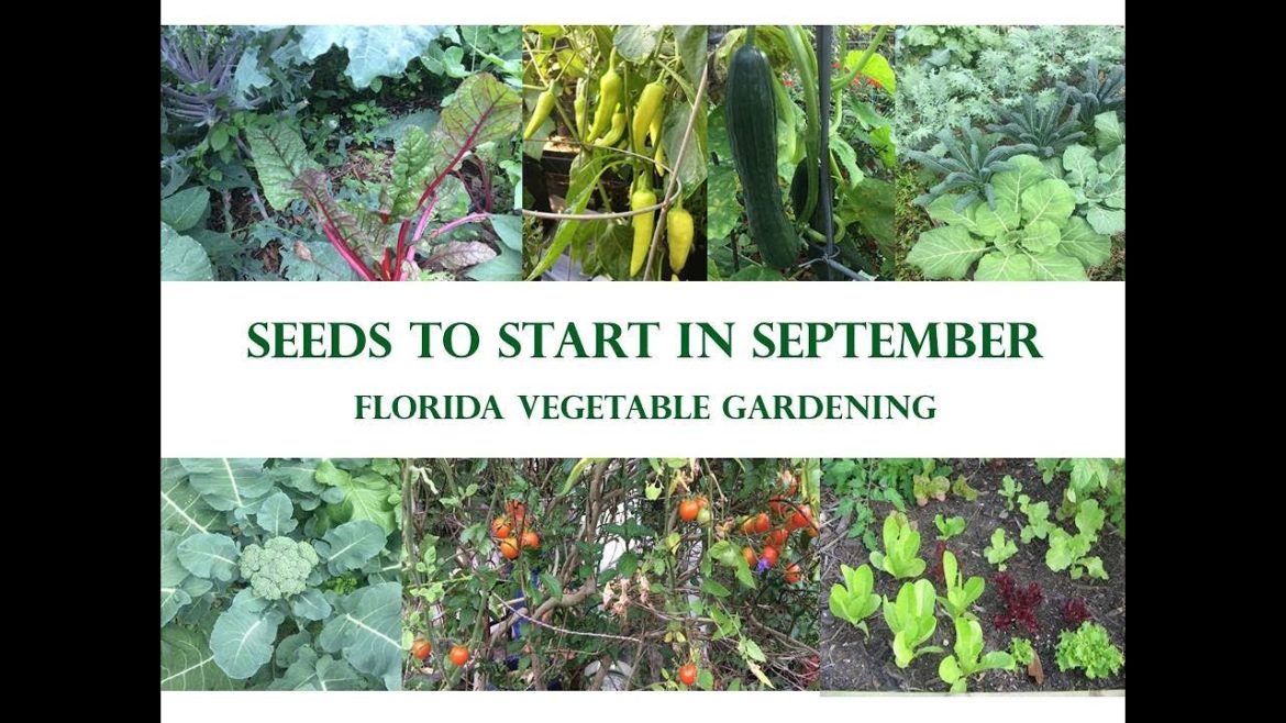 What To Plant In September For Your Central Florida Vegetable Garden (2021)