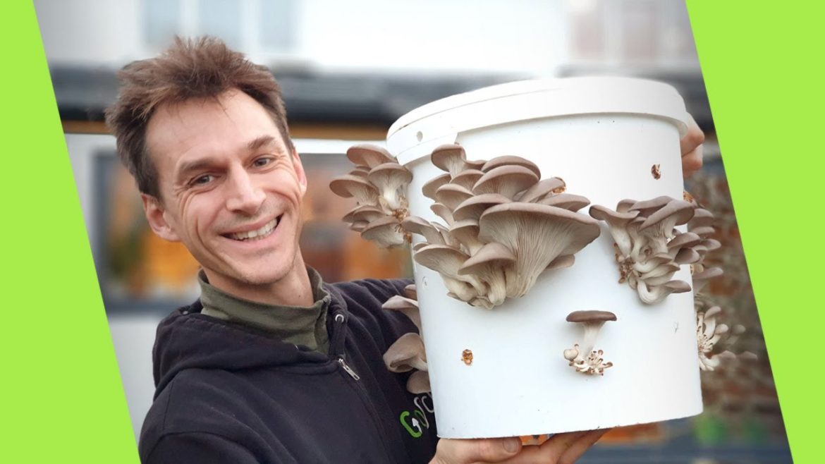 Grow Oyster Mushrooms at Home in a Bucket! (Super Easy Method) | GroCycle
