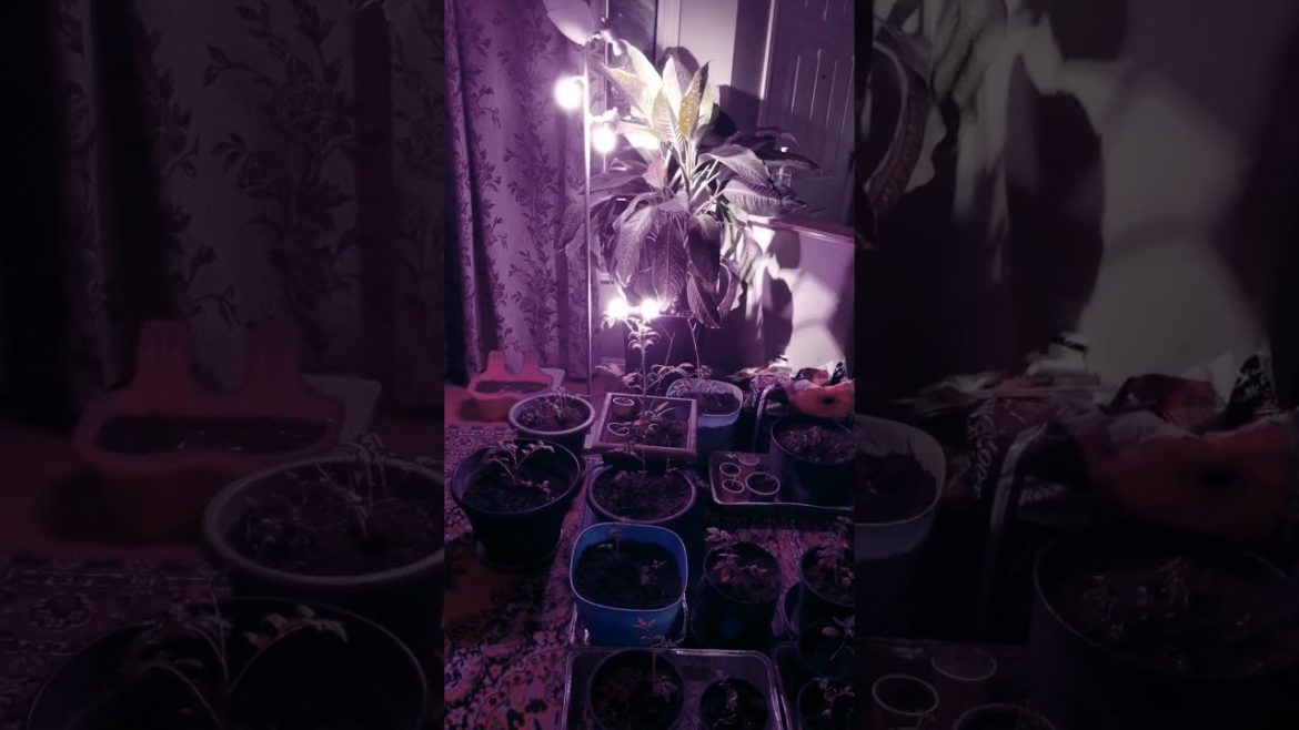 Vegetable gardening - How we take care of the seedlings at night #shorts #canada #alberta