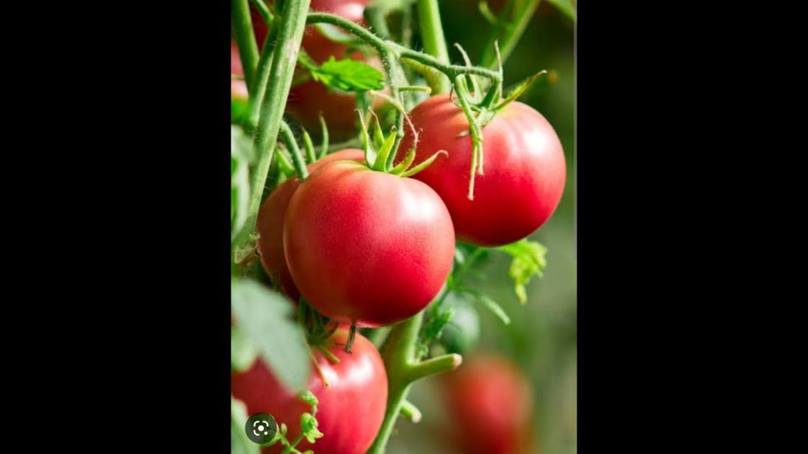 how to grow tomato in terrace garden and homegarden... ghar mai tomato kaise ugayen... #tomato