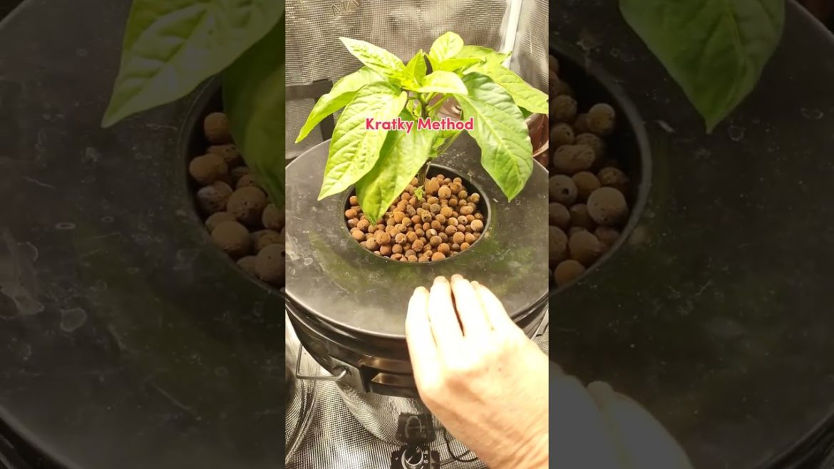 Marshydro TSL2000 Grow Tent Kits. #shorts #indoorplants #marshydro