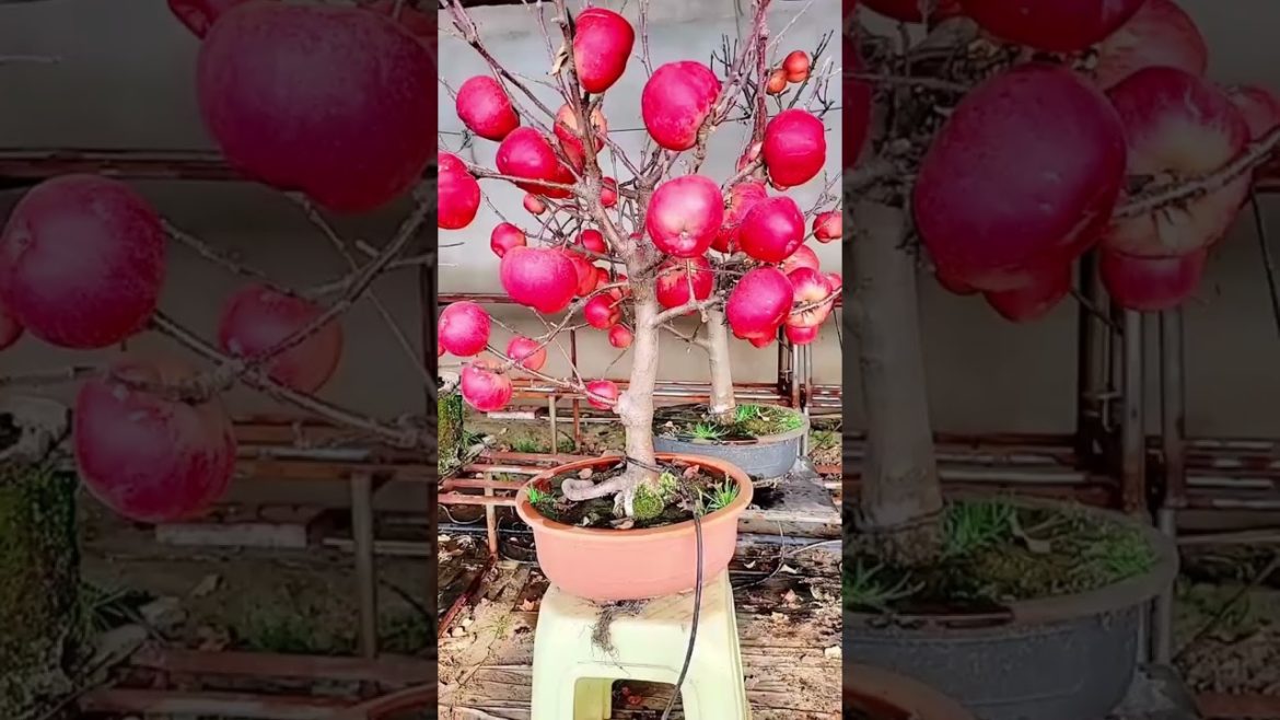 Growing Apple fruit on a pot