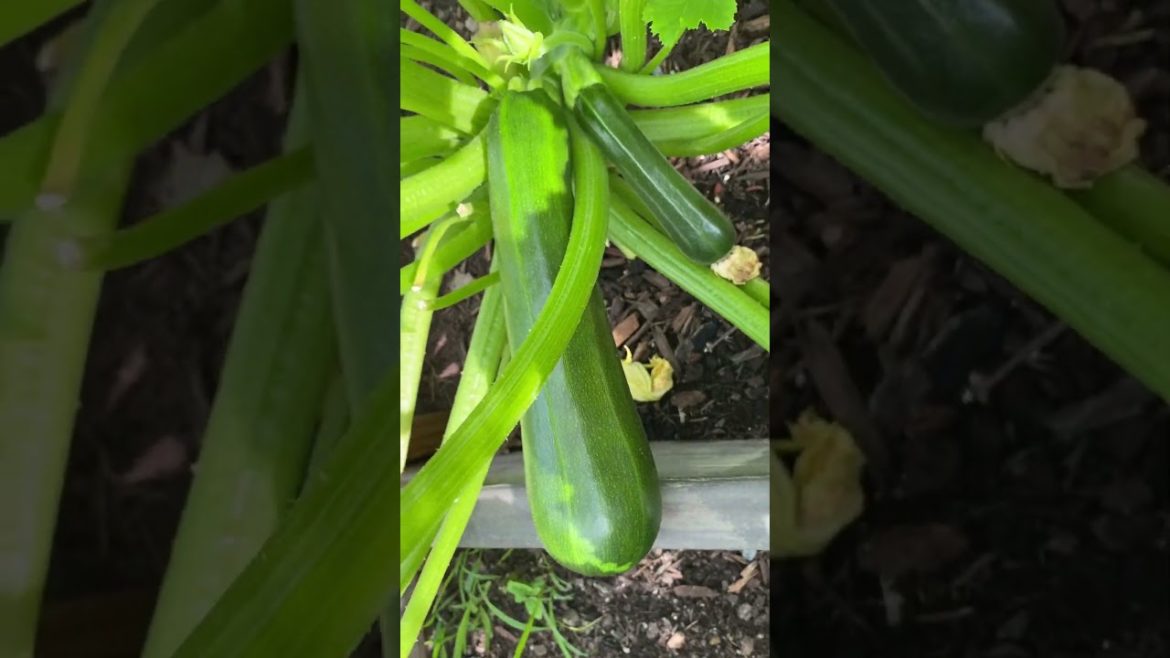 Zucchini’s