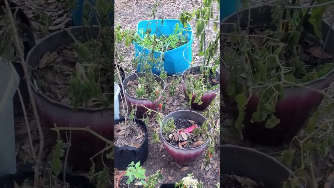#Artic Blast #WinterStorm Destroyed My #PottedPlants. #youtubeshorts #shorts #shortsvideo #frozen