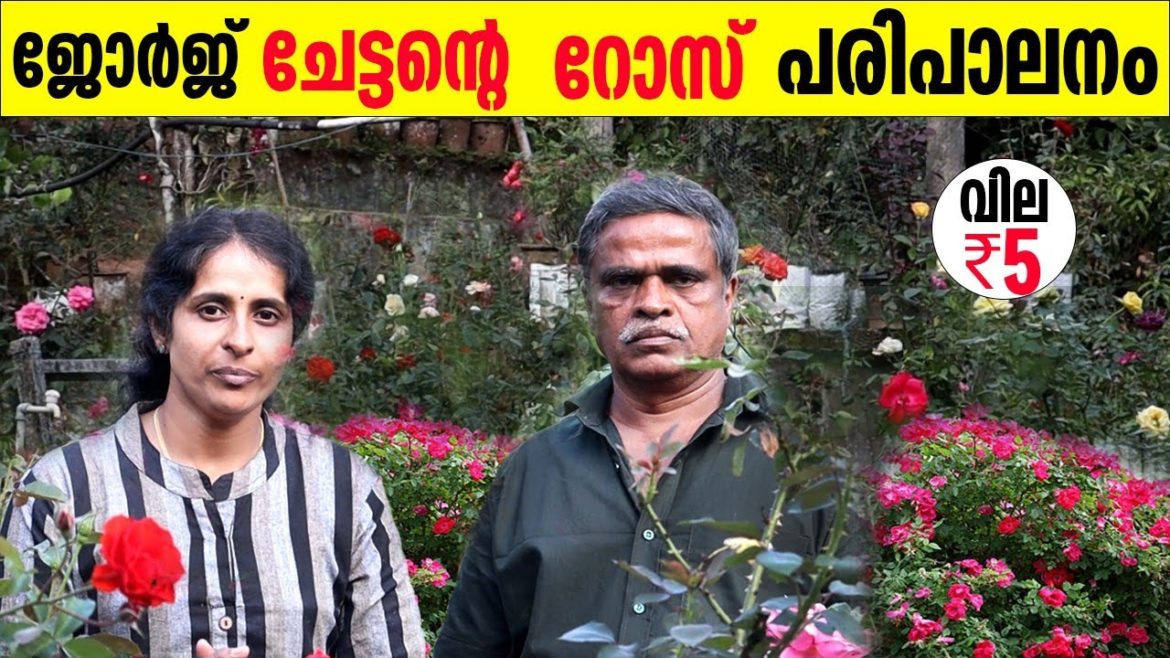 ജോർജ് ചേട്ടന്റെ റോസ് പുന്തോട്ടം അത്ഭുതപെടുത്തും | rose garden will be amazing
