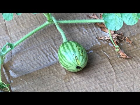 Gardening Follies: Them BETTNOT BE Teethmarks Gardening Follies: Them BETTNOT BE Teethmarks