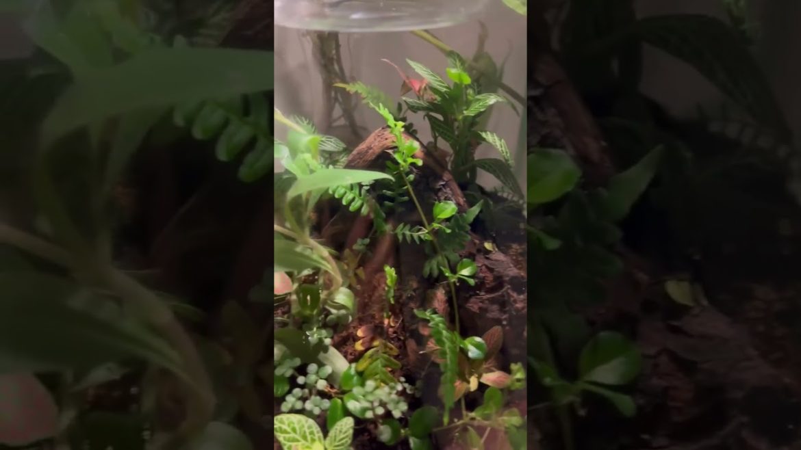 🤩 Closed Terrarium 5 months later 🍃✅ #shorts