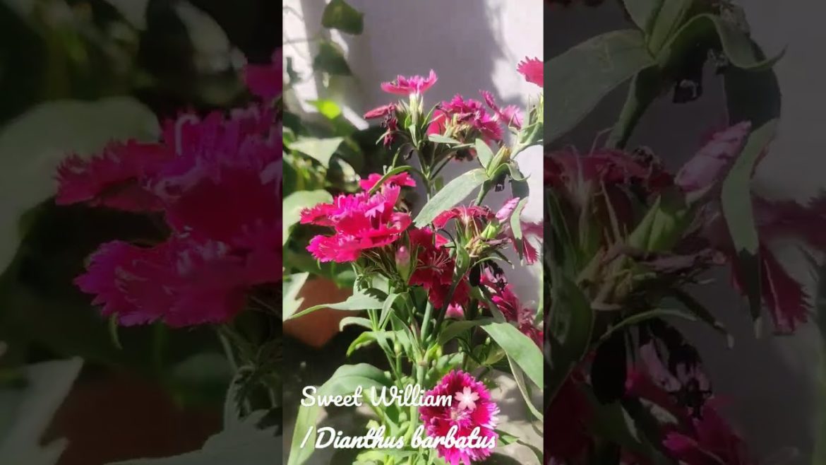 #Dianthus barbatus#sweet William
