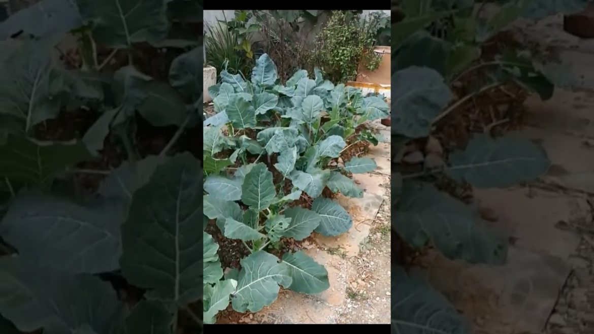 How to create a backyard vegetable garden easily