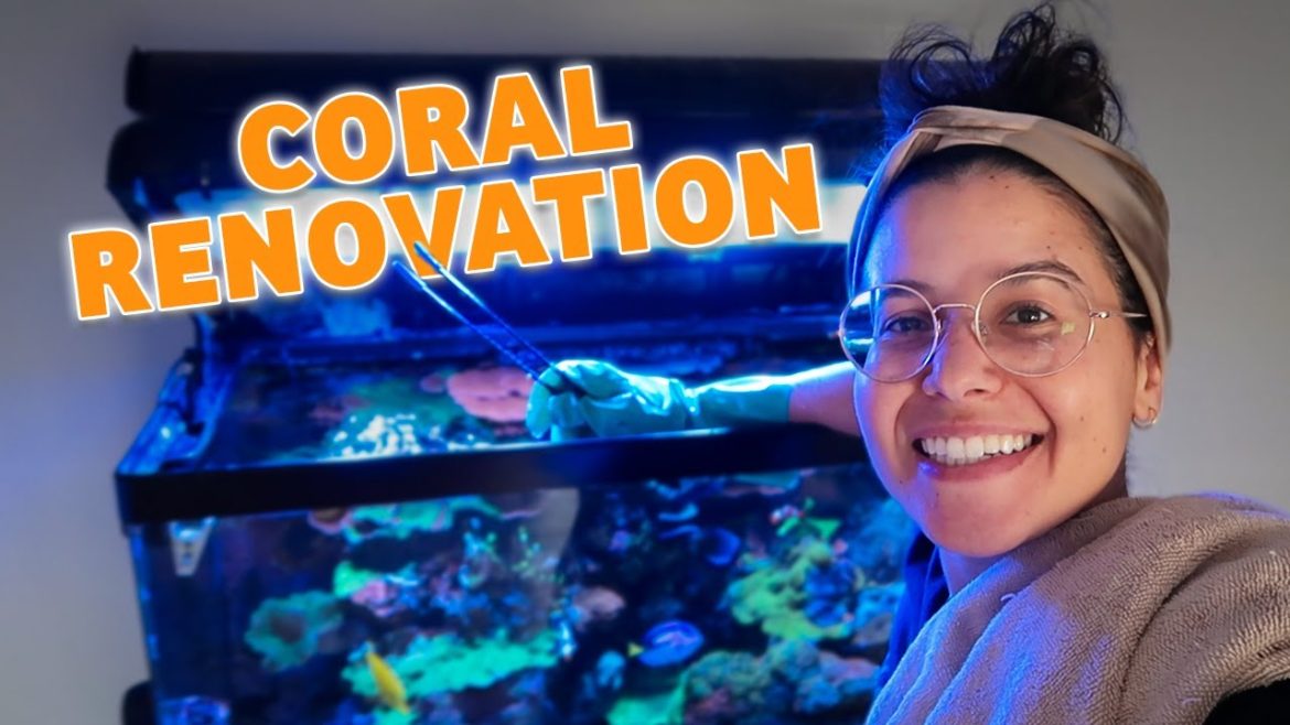 My EUPHYLLIA GARDEN is COMPLETE!