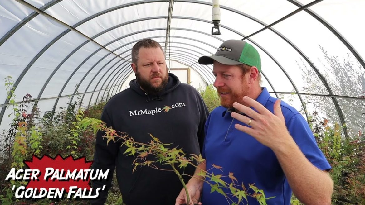 Acer palmatum 'Golden Falls' | Rare Golden Weeping Japanese Maple | MrMaple Clips π Acer palmatum 'Golden Falls' | Rare Golden Weeping Japanese Maple | MrMaple Clips π