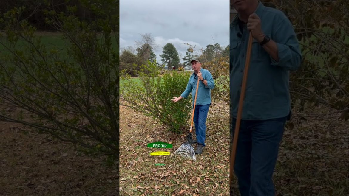 PRO TIP | Save your Shrubs | Pruning Tips PRO TIP | Save your Shrubs | Pruning Tips