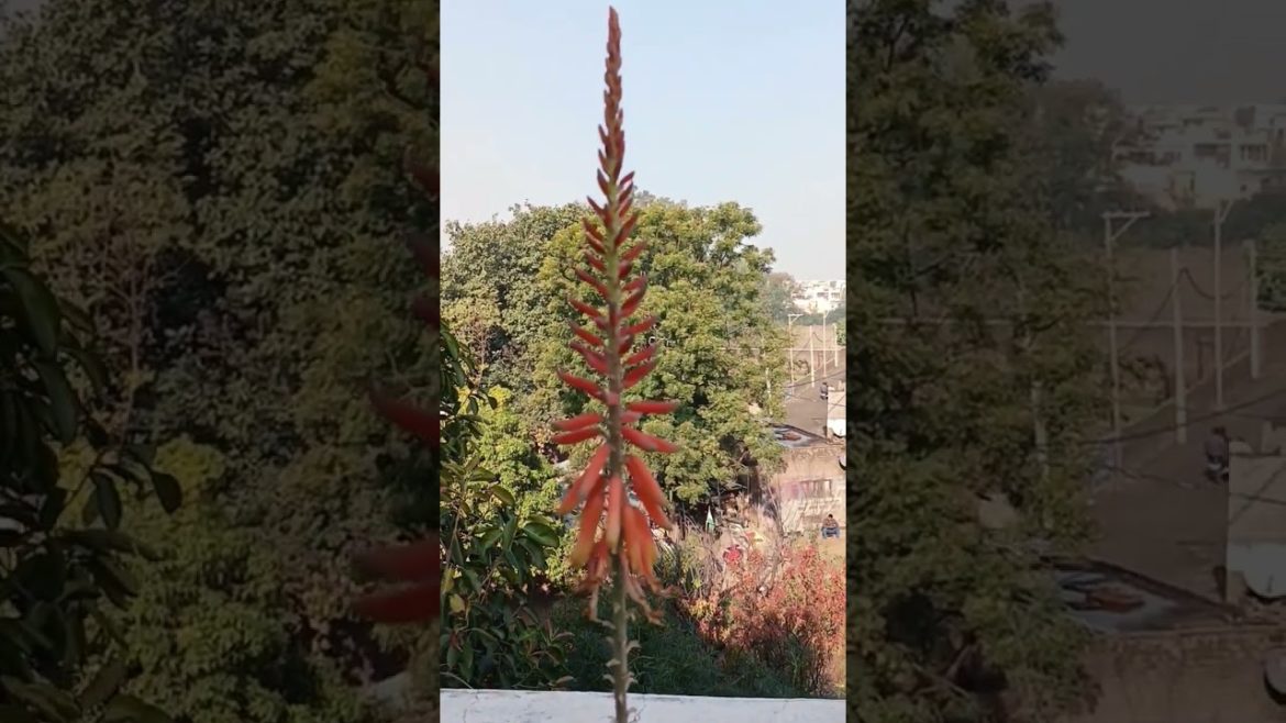 Aloe veera flowers #shorts #youtubeshorts #mannatgardennlifestyle #shortsvideo #gardentips #viral