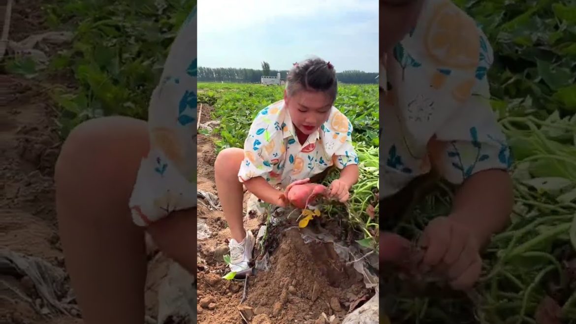 Harvest Sweet Potato Harvest Sweet Potato