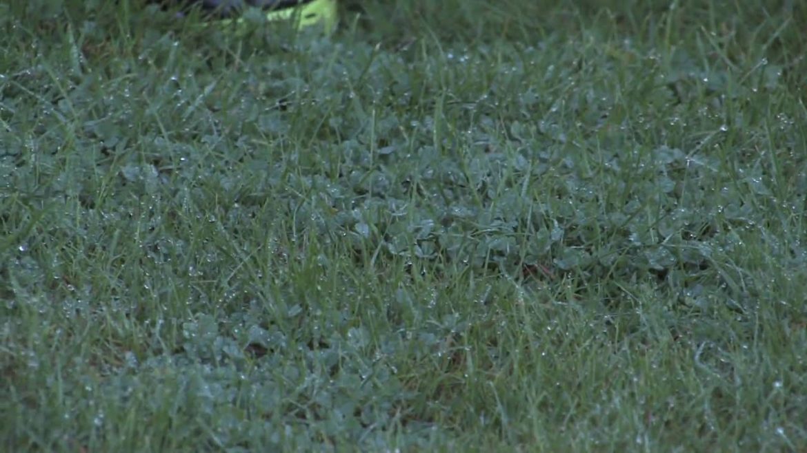 Gardening Tips & Tricks : How to Get Rid of Clover in the Lawn Organically