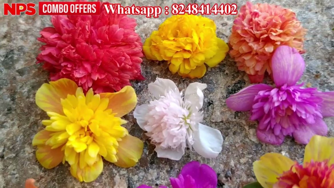 Cindrella 20 Colors Online Sale -  Whatsapp : 8248414402 - Portulaca - Table Rose - Pathumani Sales