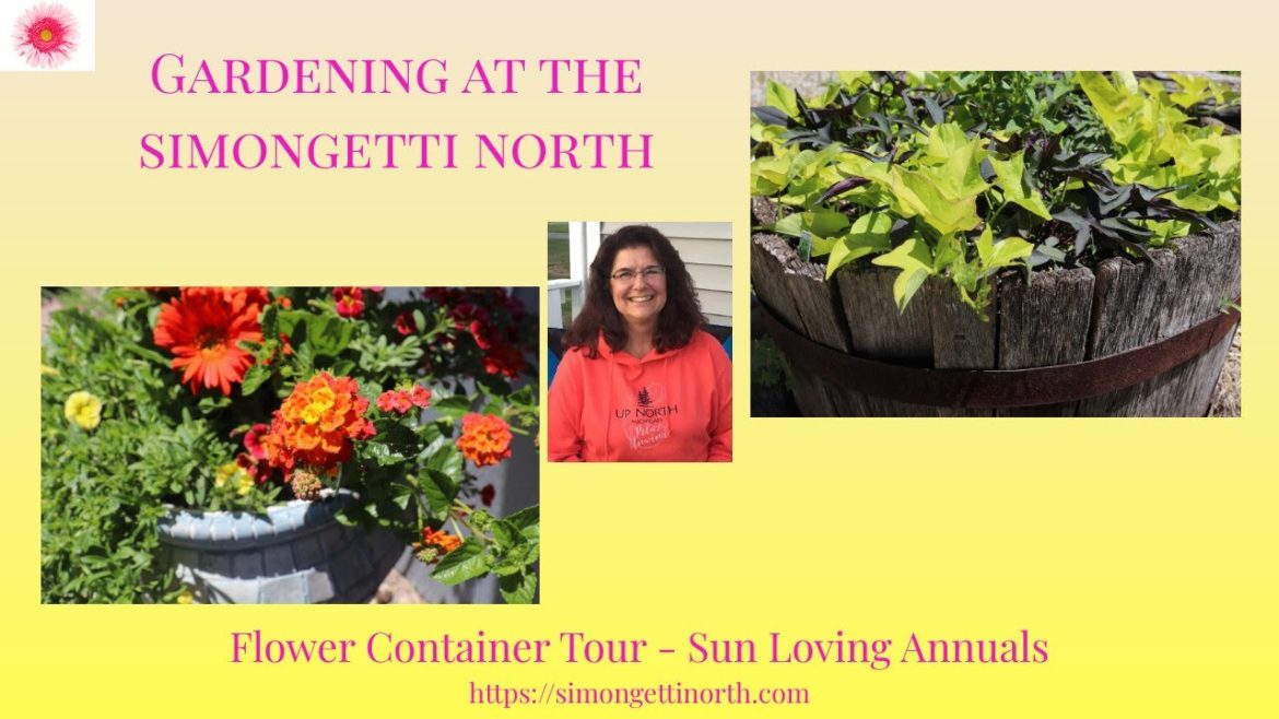 Best Flowers to grow in pots in Full Sun 💐// Gardening at the Simongetti North