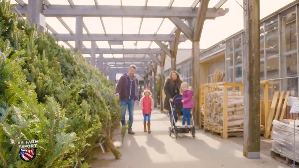 'Tis the Season to Bust the Biggest Christmas Tree Myths: Christmas Tree Shortage