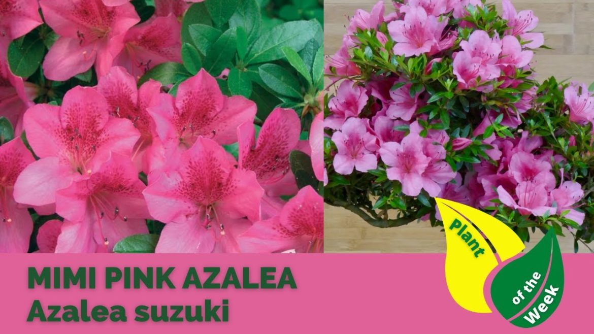 MIMI PINK AZALEA | Azalea suzuki MIMI PINK AZALEA | Azalea suzuki