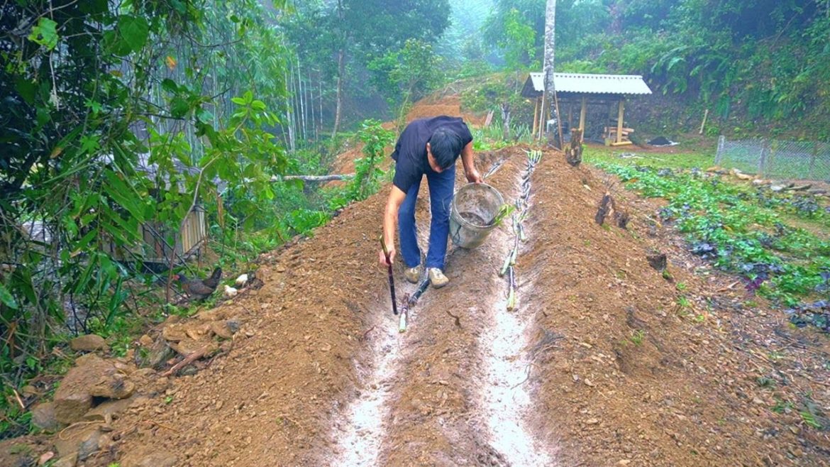 Plant a lot of sugarcane for sugar, A wet early winter day - Forest life | Ep.480