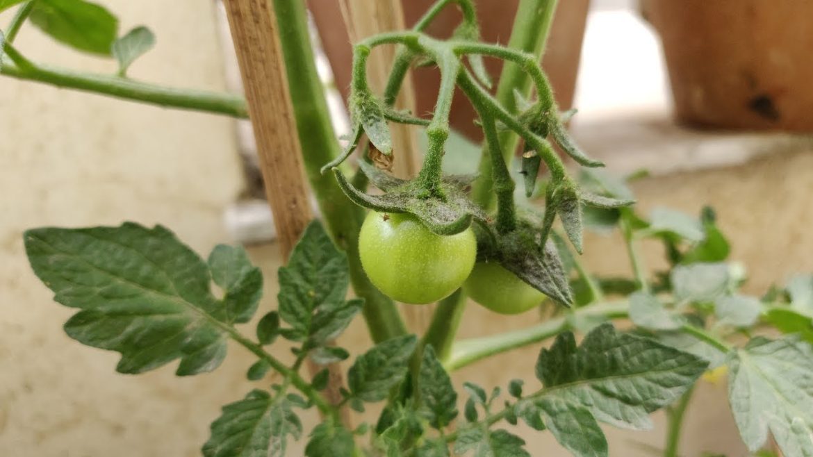 5 Powerful Tips For Growing More Tomatoes in Containers (Hindi) / Tomato Plant – Vegetable Gardening 5 Powerful Tips For Growing More Tomatoes in Containers (Hindi) / Tomato Plant - Vegetable Gardening