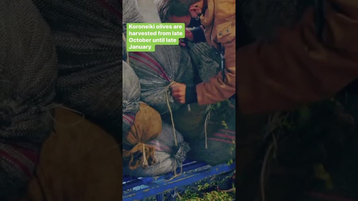 How The World’s Finest Olive Oil Is Produced #olive #oil #Koroneiki #Greece How The World’s Finest Olive Oil Is Produced #olive #oil #Koroneiki #Greece