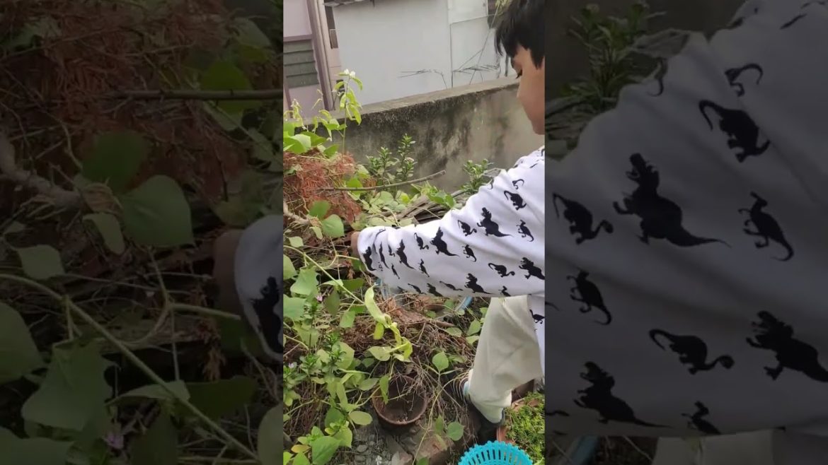 #shorts #beans #vegetables #vegetation #vegetablegarden #growingveggies #vegetablegardening