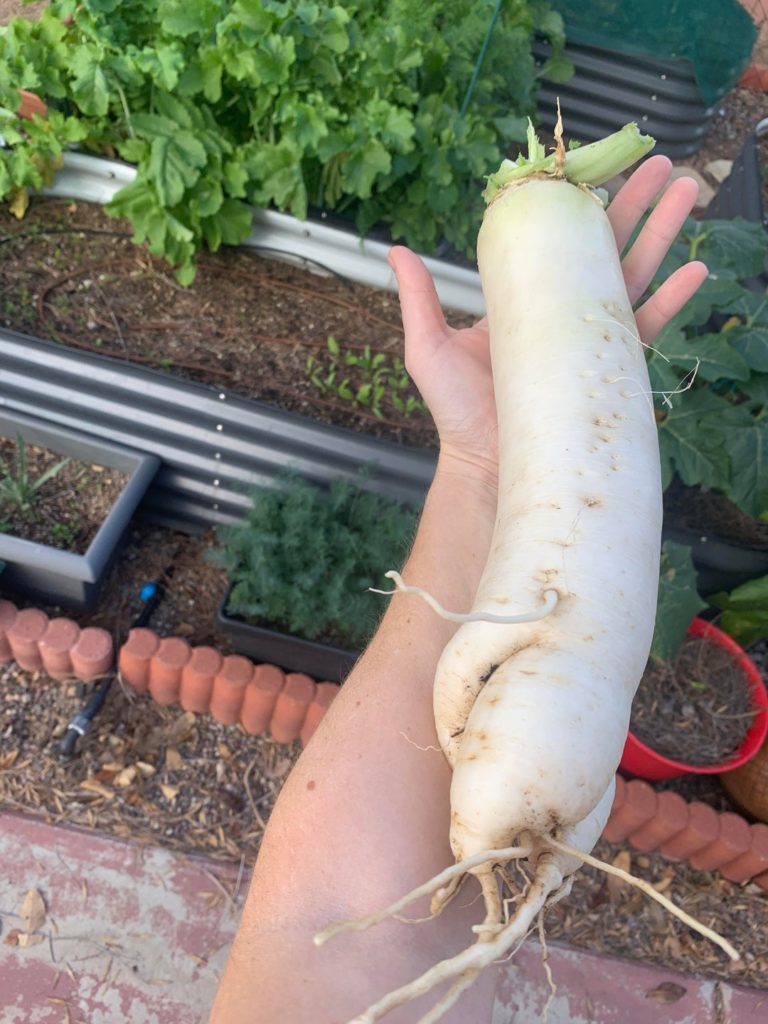 Giant daikon!