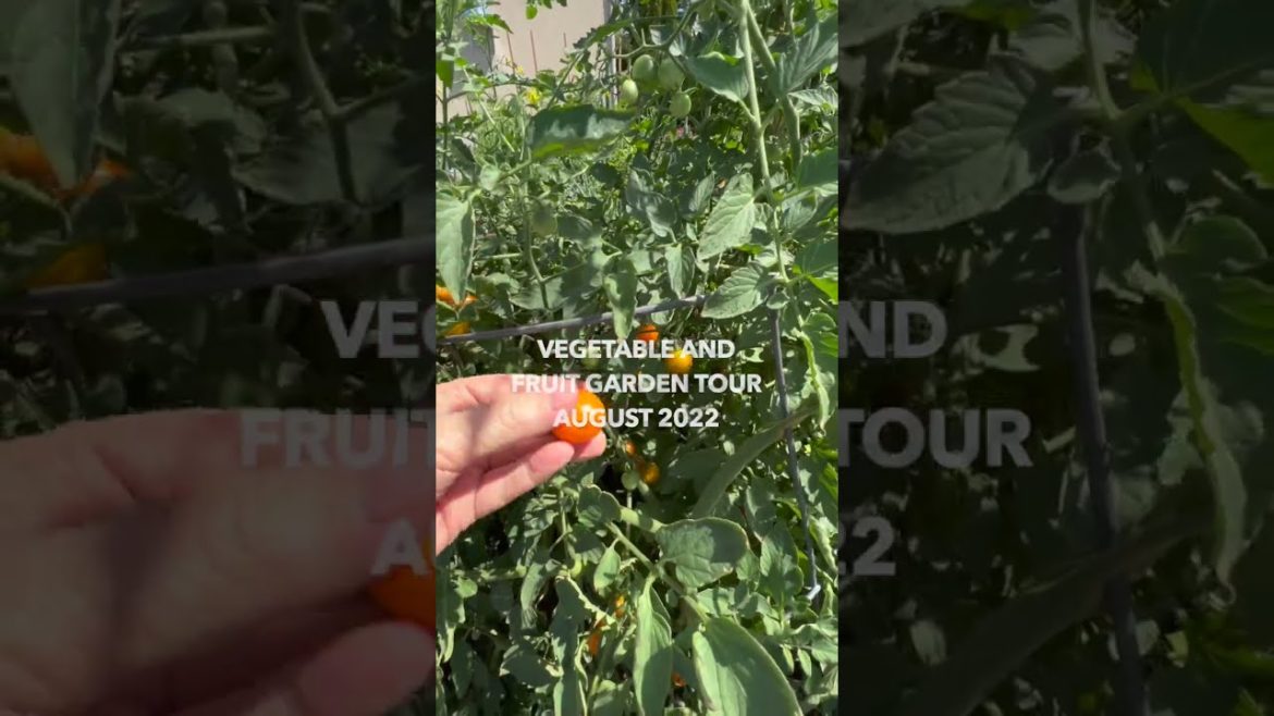 SUMMER BACKYARD GARDEN TOUR  🍅🍑🌶 #shorts