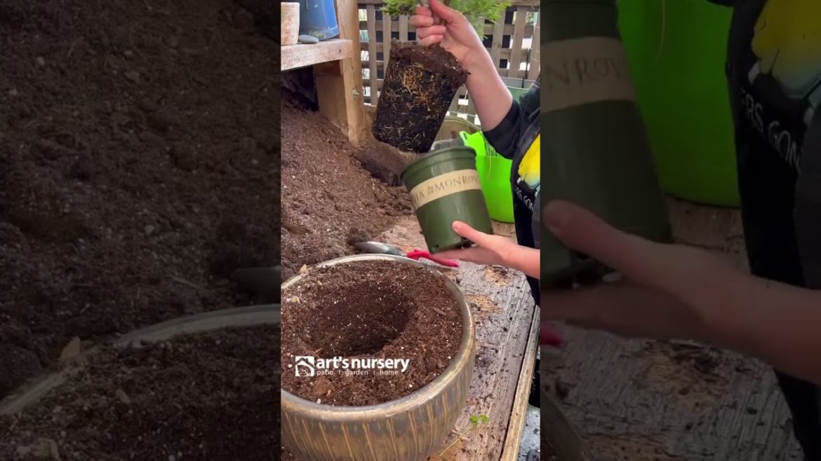 Gardening Hack: Repotting