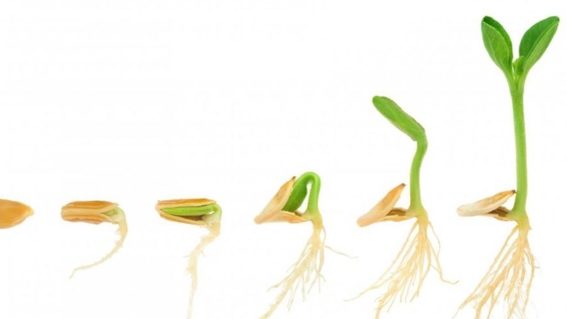 DENVER-PARKER-CENTENNIAL CO | Looking for Organic Gardening Visit Tagawa Gardens for Top Review...