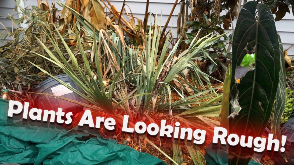 Plant Updates! Cold Damaged Palms & Sad Queen Anthurium || Saturday Vlog Plant Updates! Cold Damaged Palms & Sad Queen Anthurium || Saturday Vlog