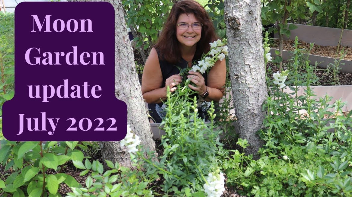 Moon Garden Tour – End Jul 2022 ⭐️🌛🌝🌜⭐️// Gardening at the Simongetti North Moon Garden Tour - End Jul 2022 ⭐️🌛🌝🌜⭐️// Gardening at the Simongetti North