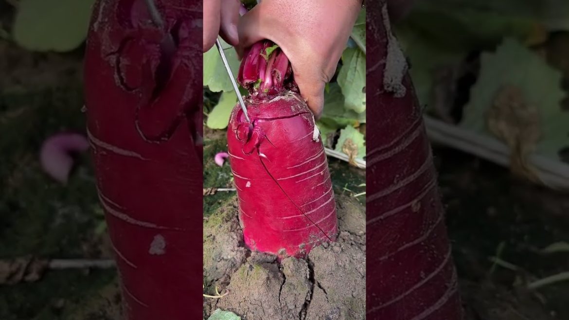 Red radish cutting tool - Farm fresh ninja fruit cutting #shorts