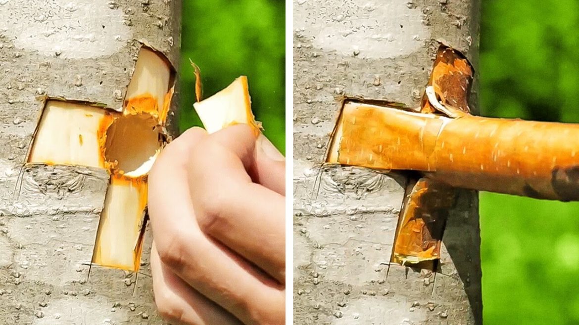 Plant Growing Hacks And Smart Gardening Tips