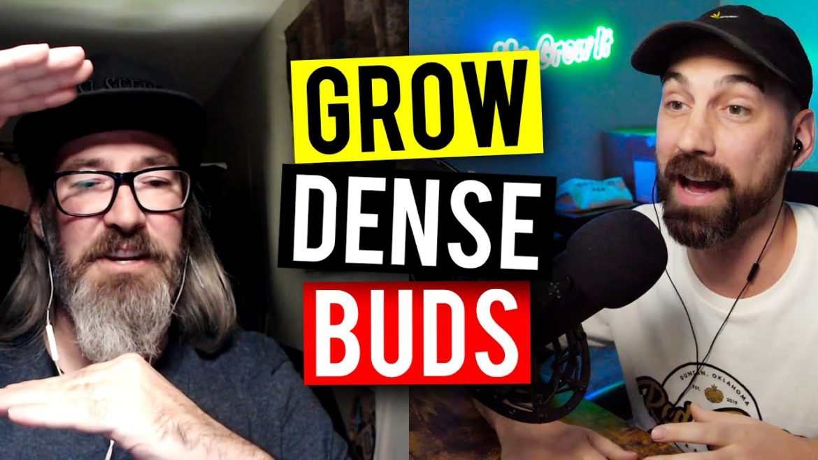 How To Grow Dense Buds – Every Grow! (Garden Talk #97) How To Grow Dense Buds - Every Grow! (Garden Talk #97)