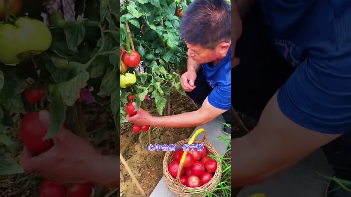 how to growth vegetable #natural how to growth vegetable #natural