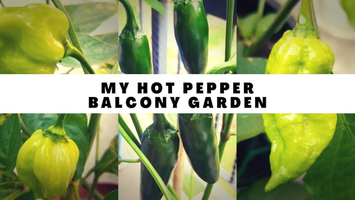 Balcony Gardening: How to Grow Hot Peppers on an Apartment Balcony Balcony Gardening: How to Grow Hot Peppers on an Apartment Balcony