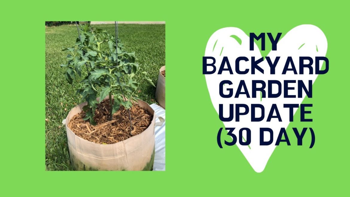 My Backyard Garden Tour - 30 Day Update on my Vegetable Garden Tour and My Backyard Garden