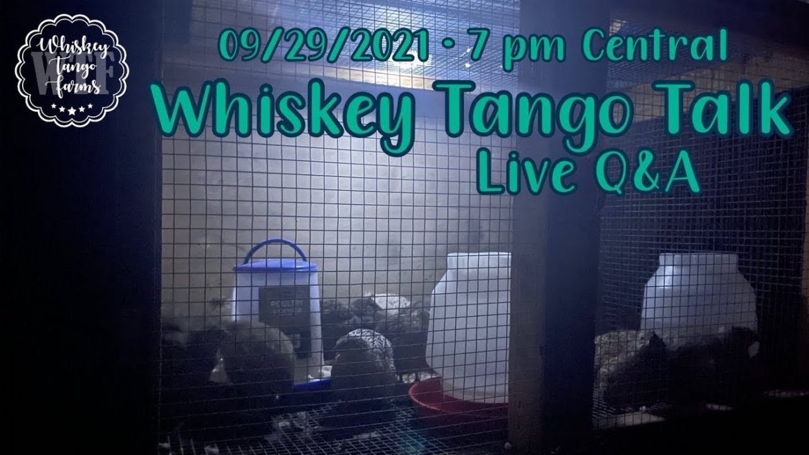 Whiskey Tango Talk Live | Talk About Quail Rabbits Gardening Etc.