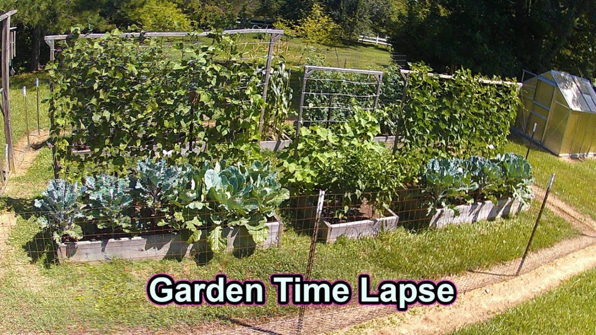 Full Year TIME LAPSE of Vegetable Garden Full Year TIME LAPSE of Vegetable Garden