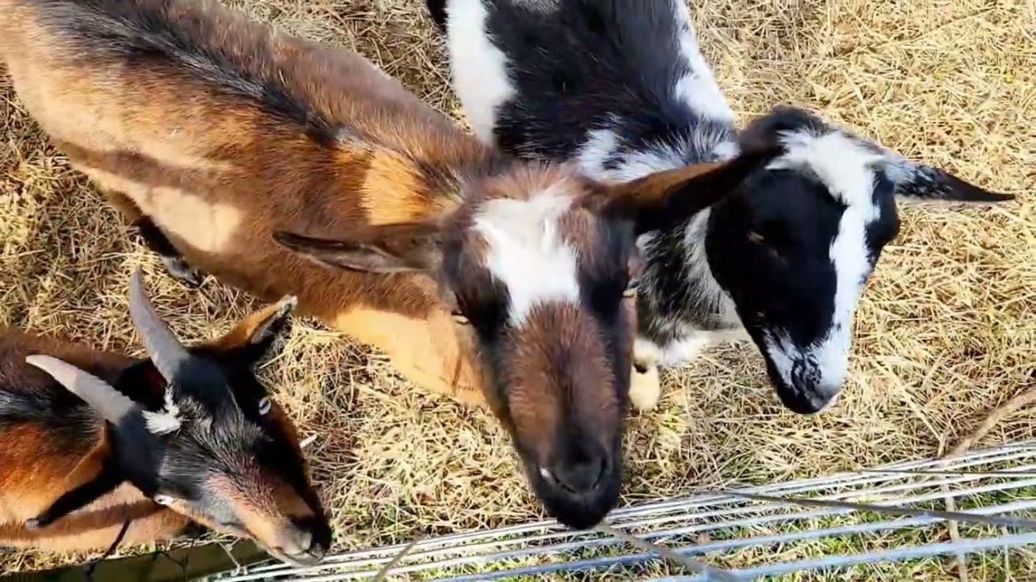 New Farm Members and Here Comes the Garden!!