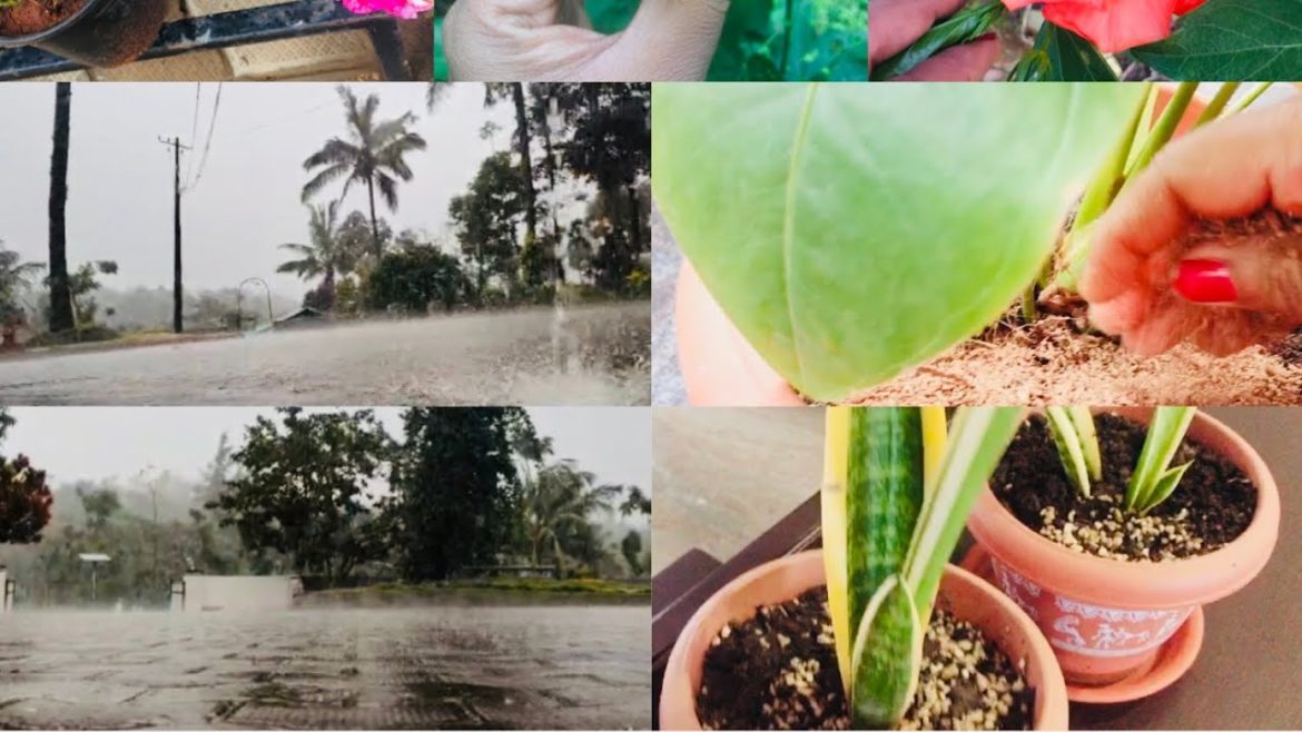 A  Rainy Day/ simple ಆಗಿ ಒಂದು vlog / few garden tips