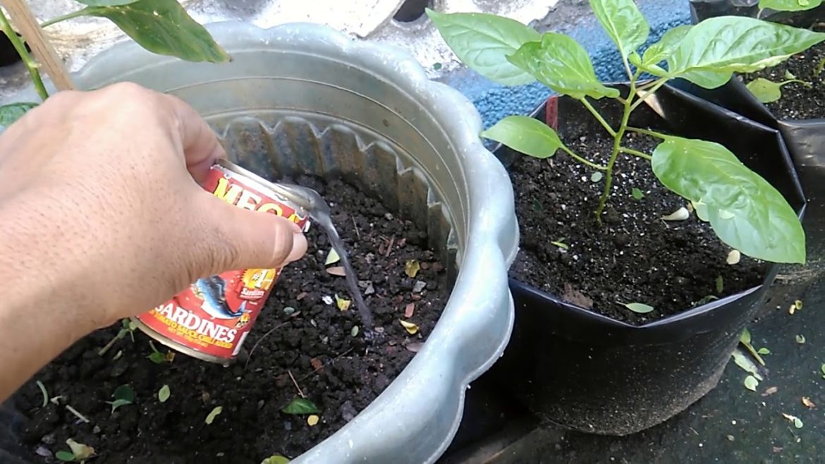 Container Gardening : Fertilize Plants in Container after Rainy Days - Tagalog