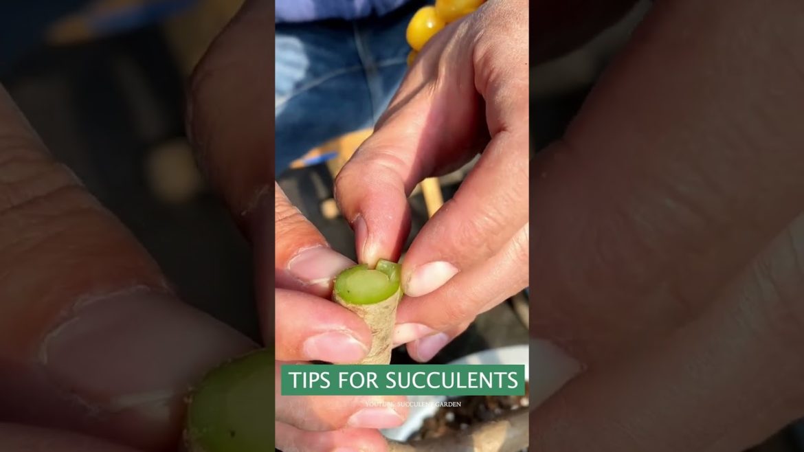 Tips for succulent plants | 多肉植物 | 다육이들 | Suculentas