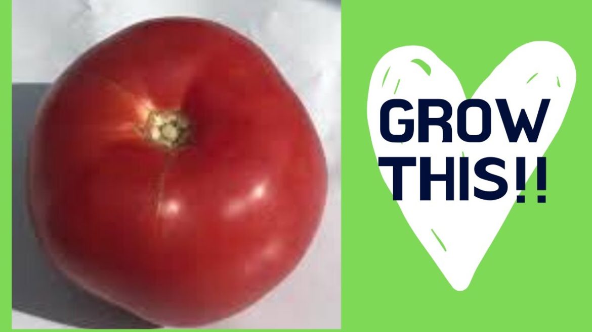 Growing Tomatoes – Container Gardening , Growing Tomatoes in Containers – How to Grow Tomatoes Growing Tomatoes - Container Gardening , Growing Tomatoes in Containers - How to Grow Tomatoes