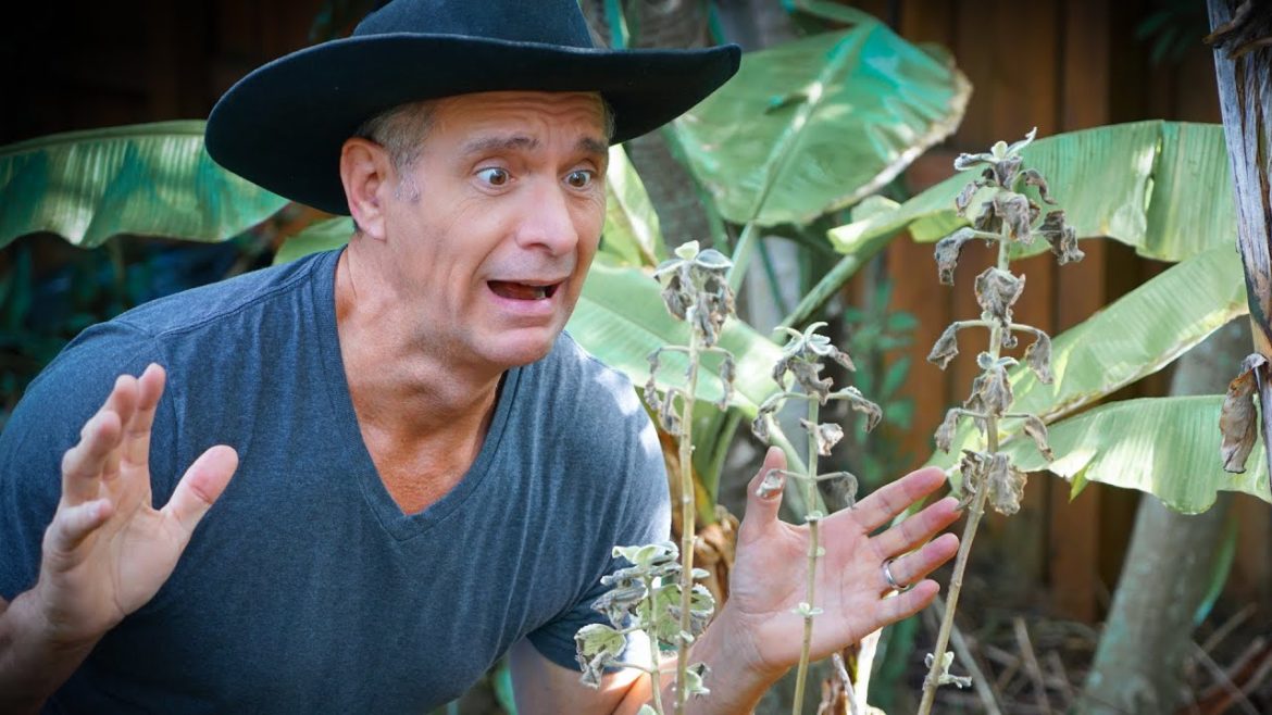 3 Tips For Saving Cold Damaged Plants 3 Tips For Saving Cold Damaged Plants