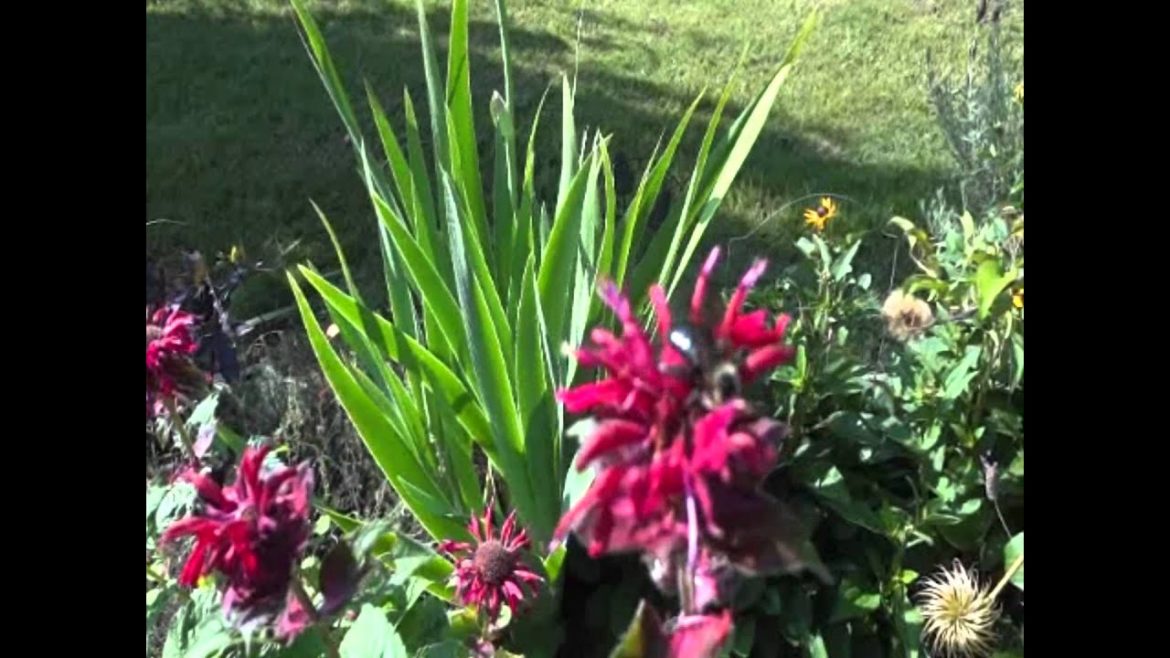 Beautiful Backyard Garden!