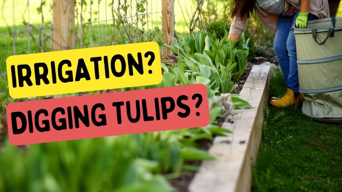 Raised Bed Irrigation Idea & Digging Tulips, You Know… Gardening! Raised Bed Irrigation Idea & Digging Tulips, You Know... Gardening!